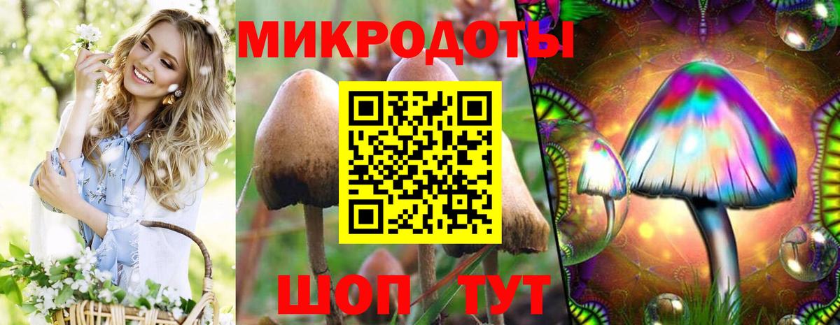 Псилоцибиновые грибы Cubensis Новошахтинск